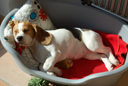Beaglewelpe im Korb, Hemmingen Hannover
